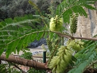 cantara gole23122011 044